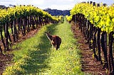 Barcelona Wine Tasting: The Wines of Australia