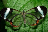 The Glasswing Butterflies..!!