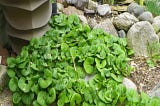 Wild Ginger, Asarum Canadense