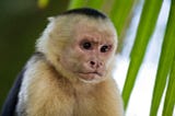A monkey stares