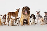 Dog Breeds Classification Using CNN through Transfer Learning