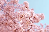 Cherry blossoms — a common image invoked in shinseikatsu new life support marketing campaigns.