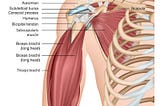 Bicep Tendonitis : Treatment and Exercises Strategies