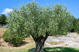 On World Environment Day 2024, Why We All Should Adopt an Olive Tree~ Domenico Pratico, MD, FCPP