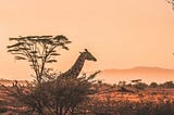 The Romance of a Safari by South Rift Galaxy Safaris