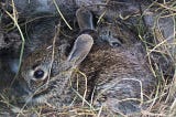 Why Would A Mother Rabbit Kill Her Babies?