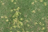 What factors effect Herbicide Performance.