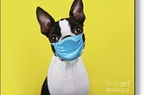 A dog wearing a surgical mask