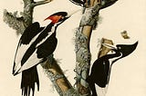 Ivory-Billed Woodpecker: The Rise and Fall of the “Lord God Bird”