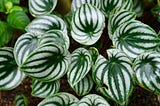The Ultimate Peperomia Plant Care Guide: Tips, Tricks and More for Healthy Indoor Plants