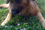 Zuri — Marvelous Mystery Mutt and a dog well travelled!