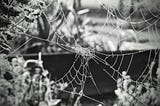 A black and white photo of a spider web covered in dew.