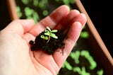 12 Beginner Gardening Mistakes I Made (So You Don’t Have To)