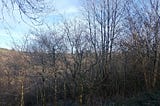 8. A Wander in Hinterland