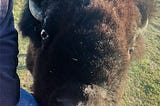 Back to Buffalo: How One Ranch is Trusting Nature to Restore the Great Plains