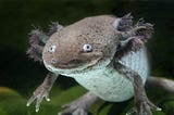 Rare Animals You Probably Haven’t Heard Of, Pt.2 — Axolotl