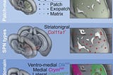 The Scientists Made A Molecular Map Of The Striatum: The Striatum, The Inner Part Of The Brain, It…