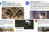 Sri Lankan Cat Detained And Imprisoned By Humans Escapes!