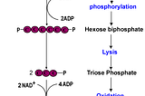 Understanding Glycolysis