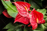 Antúrios - Saiba Como Cuidar (Anthurium Andraeanum)