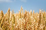 Designing Gluten-Free Wheat with CRISPR-Cas9