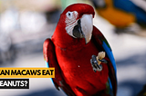 Can Macaws Eat Peanuts? — Macaws Guide