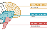 You Have One Brain (Not Three)