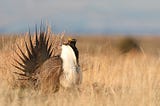 Sage-grouse in Oregon down, but not out