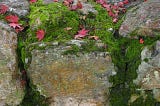 Thanksgiving for Gratitude