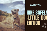 How To Safely Hike With Little Dogs