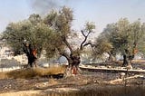 From Tribalism To Human Action: Ending Palestinian Suffering