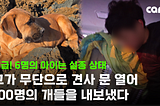 Emergency Relocation Needed: Protecting 200 Survivors of the Dog Meat Industry