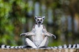 Understanding UX Usability with Lemurs and Song Lyrics