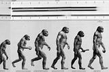 From Olympian god to dad bod: An evolutionary look into why we are shaped the way we are, and why…