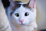 cross eyed cat