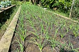 Bawang Merah pada Kotak Lahan (Raised-Bed)