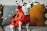 Halloween Dog Safety: The Do’s and Dont’s of Food