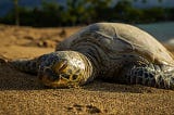 How do Sea Turtles Sleep? — The Diving Response