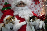 The War On Christmas Is Real…. (cats inside)