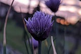 Chives blossom at sunset.