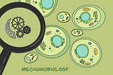 MechanoBiology: An Emerging Field of Biomedical Research