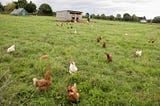 Hillandale Farms on Free-Range vs. Organic Eggs