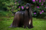 Black Afghan Hound with long fur, long snout, and a curled tail.