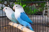 Why Blue Love Birds Make Great Pets