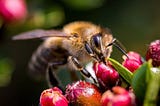 12 Sustainable Gardening Tips for an Eco-Friendly Lawn and Garden