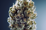 Cannabis Bud