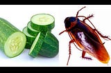 Drive away cockroaches forever from your home using just a cucumber — YouTube