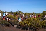 Mapping Mangroves to Farm Bivalves