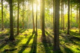 Can’t see the wood for the trees? | ThinkSMART Marketing