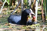 Coots Murder Their Own Babies! These Photos Will Shock You!